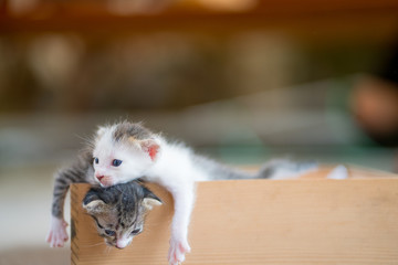 Fototapeta na wymiar kitten in wooden box