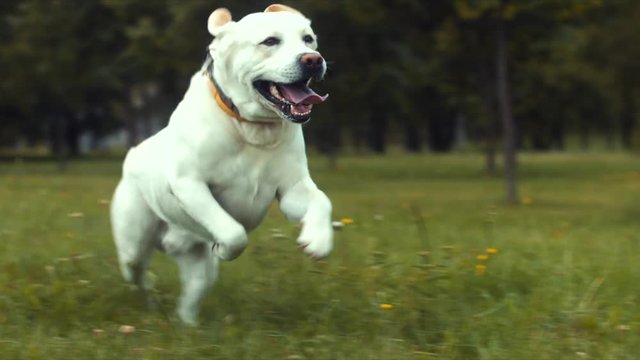 Funny Golden labrador retriever dog running towards the camera in the park in summer