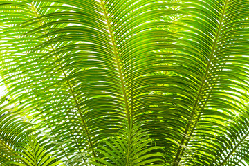 温室の観葉植物