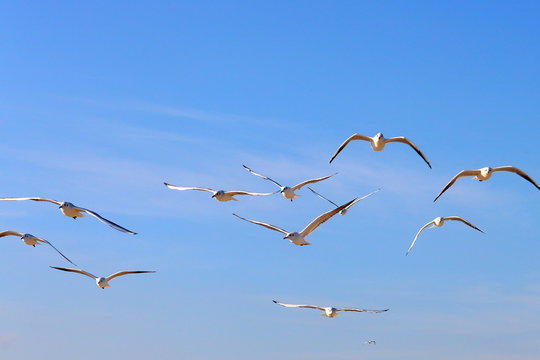Flock of seagull gull birds flying hovering swooping in sky on a sunny clear blue day