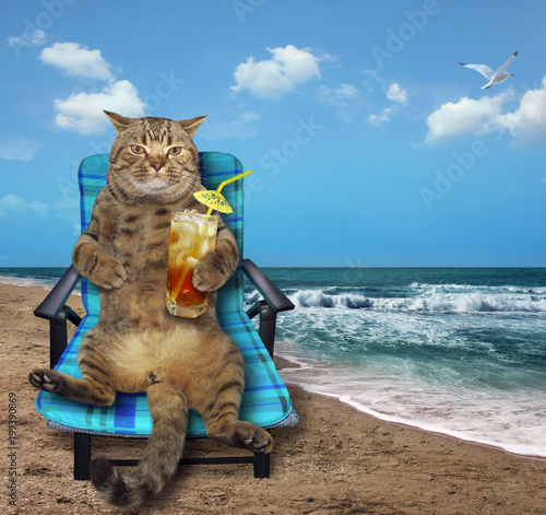 The Cat With A Glass Of Juice Sits On A Deck Chair At The