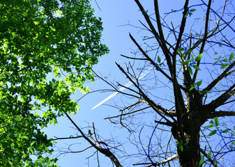 The plane flies against the sk