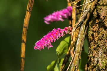 Dendrobium secundum