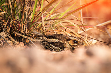 Camouflaged nest of a Large-tailed Nightjar