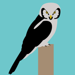 Naklejka premium hawk owl bird face vector illustration flat style profile