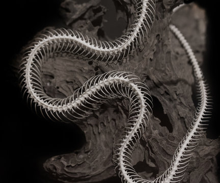 Skeleton of a snake on a black background.