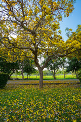 Golden trumpet tree at Park in on blue sky background.