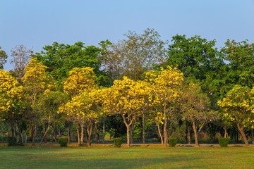 Naklejka premium Golden trumpet tree at Park in on blue sky background.