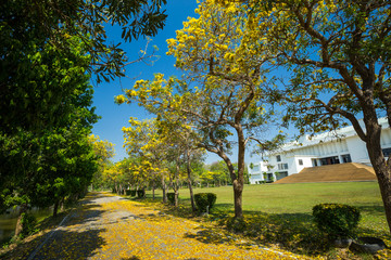 Golden trumpet tree at Park in on blue sky background.