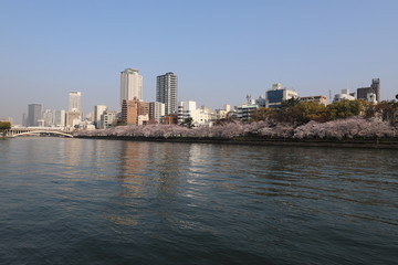 Naklejka premium 大阪の桜並木