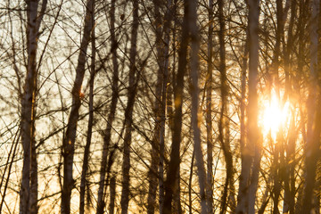 Obraz premium Sunset through the branches of trees in the forest