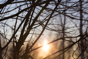 Sunset through the branches of trees in the forest