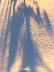 Shadow of a tree in the snow at sunset
