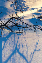 Shadow of a tree in the snow at sunset