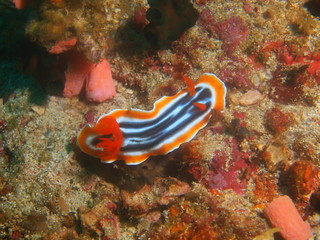 True sea slug