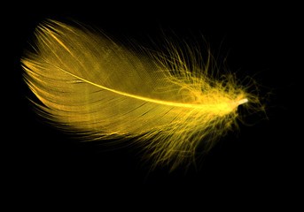 Yellow feather on a black background