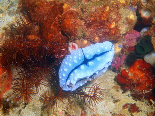 True sea slug