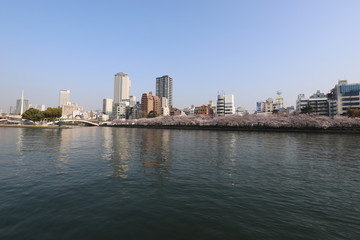 Naklejka premium Hałas wiśni w Osace