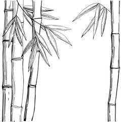 Naklejka premium Bamboo. Vector sketch illustration