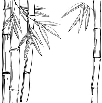 Bamboo. Vector sketch illustration