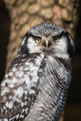 Closeup of a northern hawk owl