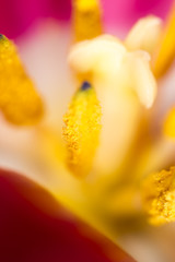 Orange pestle with pollen in a flower