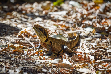 Eastern water dragon in dead leaves