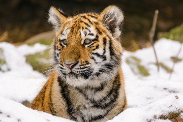 Closeup of a siberian tiger