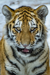 Closeup of a siberian tiger