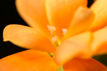 A small orange flower as a background