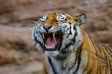 Closeup of a siberian tiger