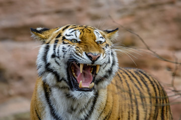 Closeup of a siberian tiger