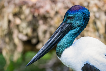 Closeup of a Jabiru