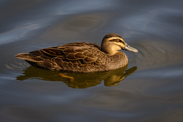 Duck swimming on a lake