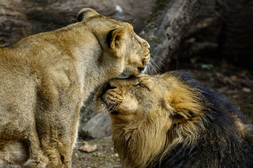 A pair of asiatic lions interacting