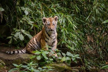 Closeup of a siberian tiger