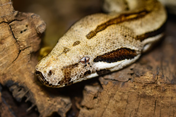 Closeup of a boa constrictor