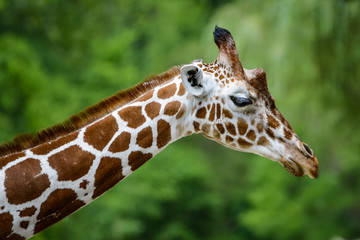 Closeup of a giraffe