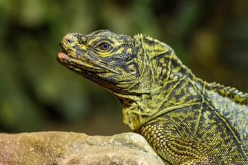 Closeup of a lizard