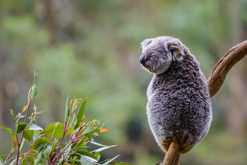 Coala bear sitting on a tree stump