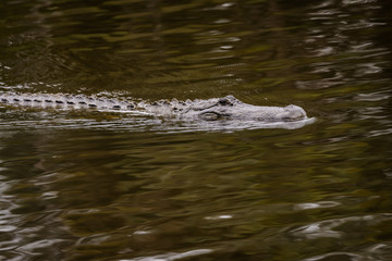 Crocodile swimming in a pond