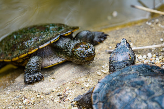 Two turtles face each other at the edge of a pond