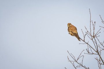 Kestrel sitting on a branch in front of blue sky