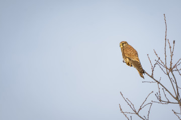 Kestrel sitting on a branch in front of blue sky