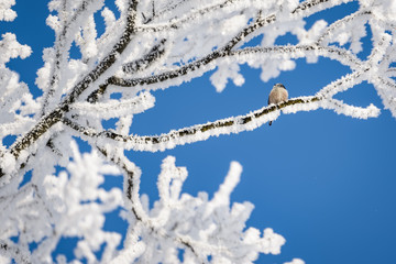 Long-tailed tit sitting on a snowy tree