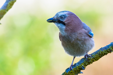 European jay sitting on a branch