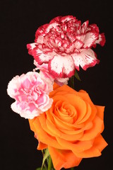 Trio kwiatowe- goździkowo różane