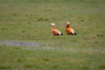 A pair of ruddy shelducks in a flooded meadow