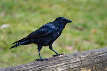 Closeup of a crow