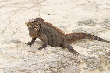 Large scaly Iguana close-up against a background of sand